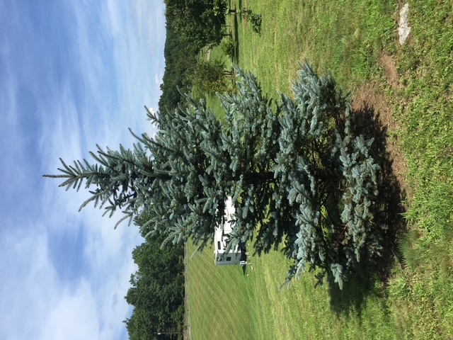 Evergreen CO Landscaping Services